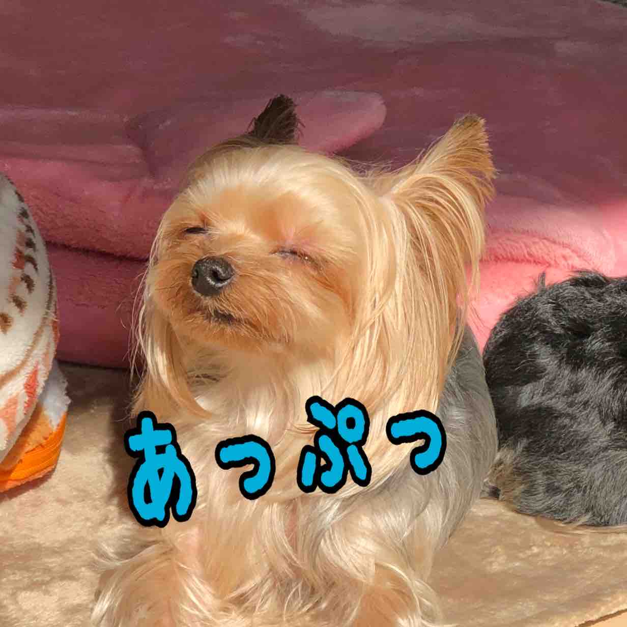 にらめっこ ツンデレ兄とちょいワル妹