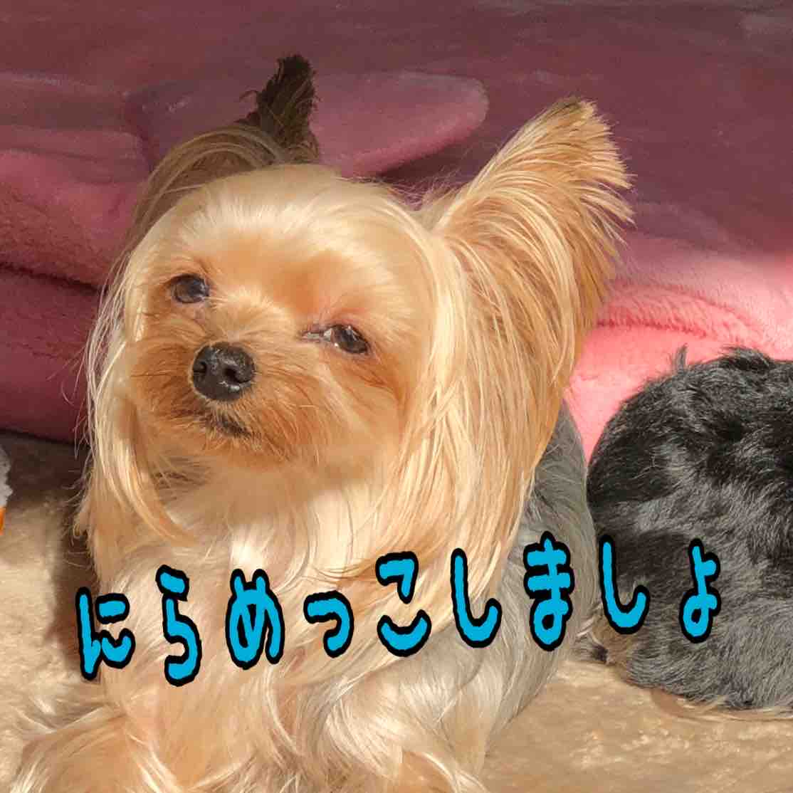 にらめっこ ツンデレ兄とちょいワル妹