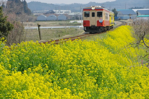 いすみ鉄道と菜の花 いすみ鉄道撮影地案内 菜の花 桜 あじさい 彼岸花など