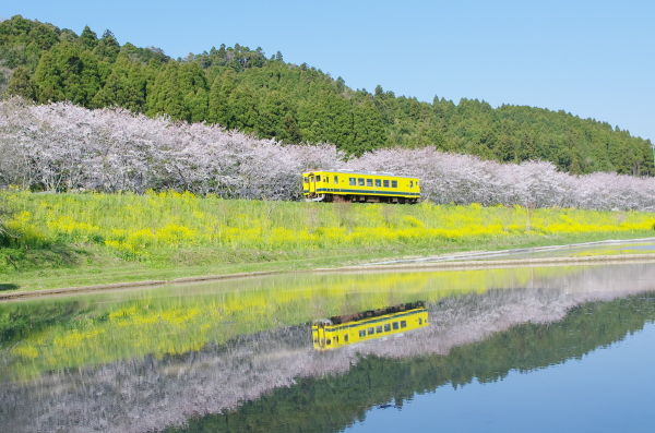 いすみ鉄道と桜 いすみ鉄道撮影地案内 菜の花 桜 あじさい 彼岸花など