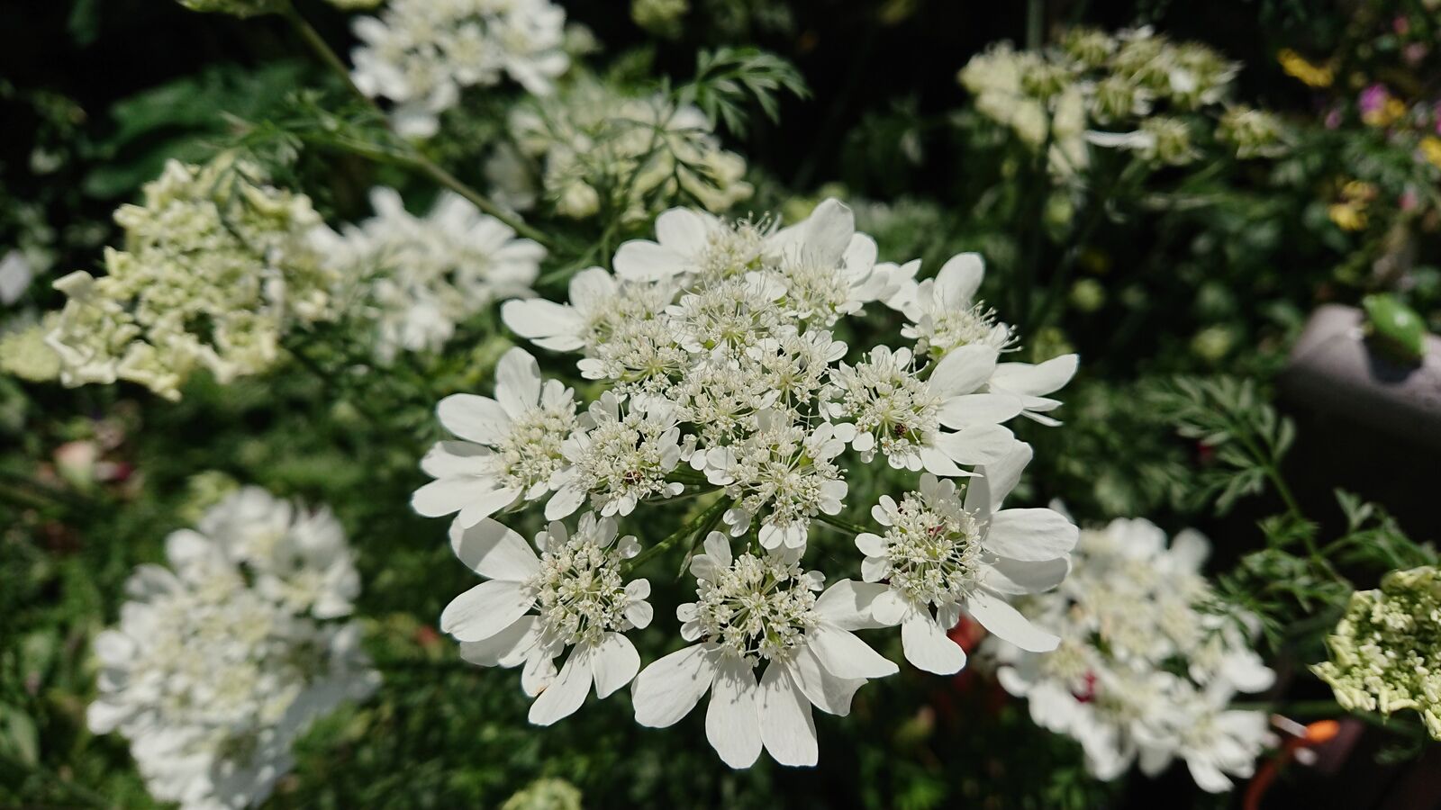 開花したり枯れたり メルヘンのおとぎ部屋