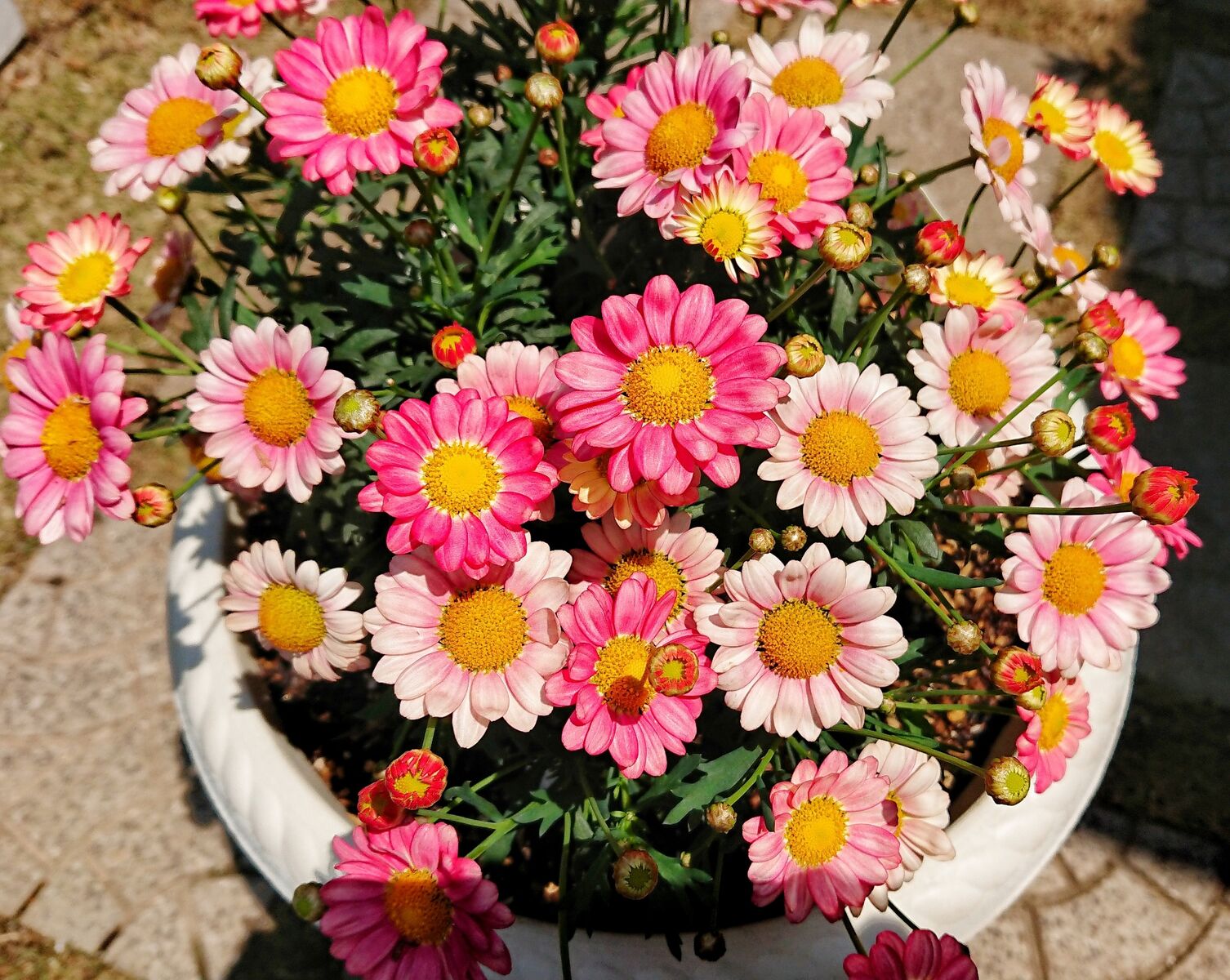 我が家のマーガレット メルヘンのおとぎ部屋