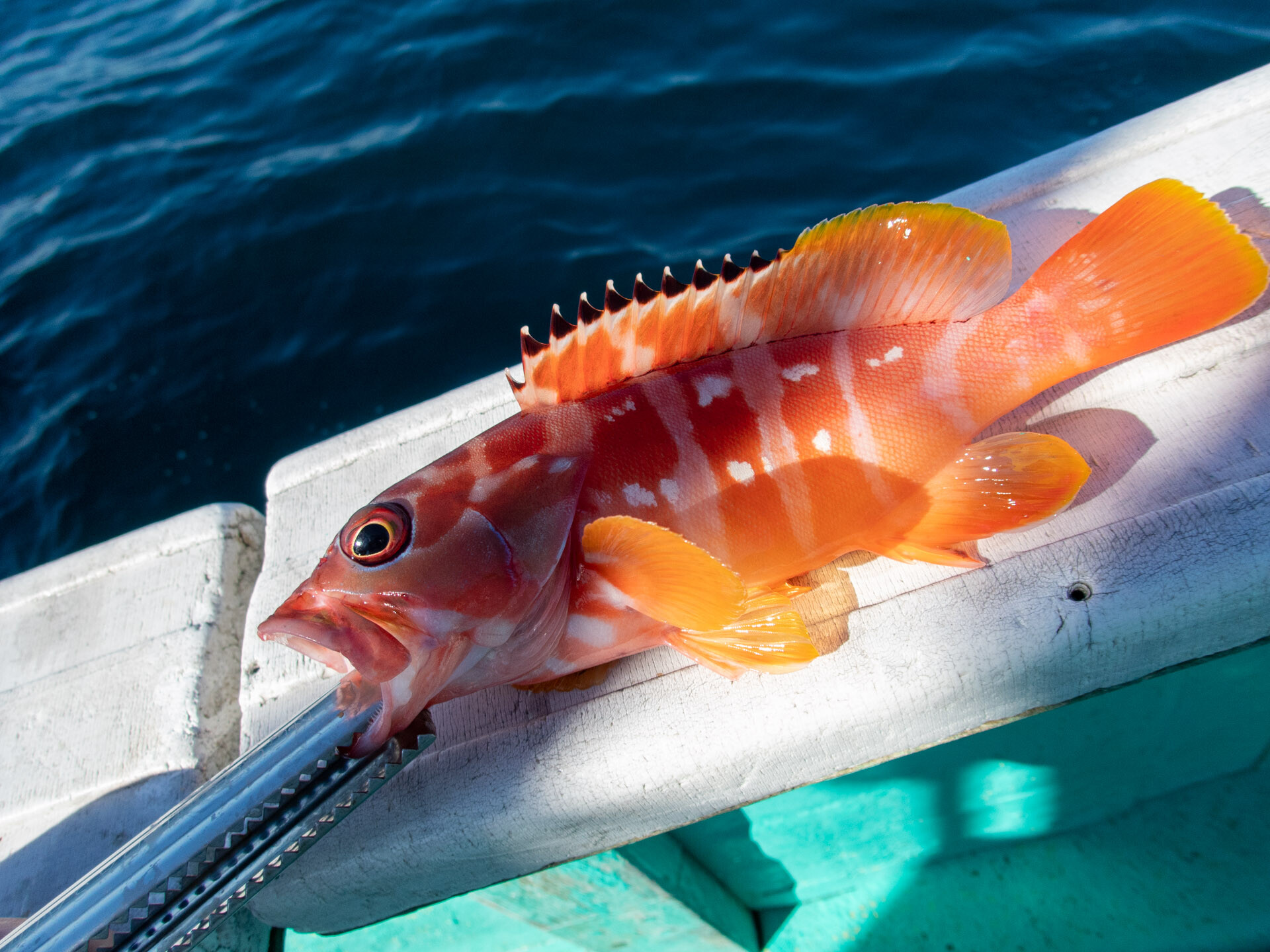久しぶりの沖釣り 五十にして四十九年の非を知る のblog 久しぶりの沖釣り 五十にして四十九年の非を知る のblog