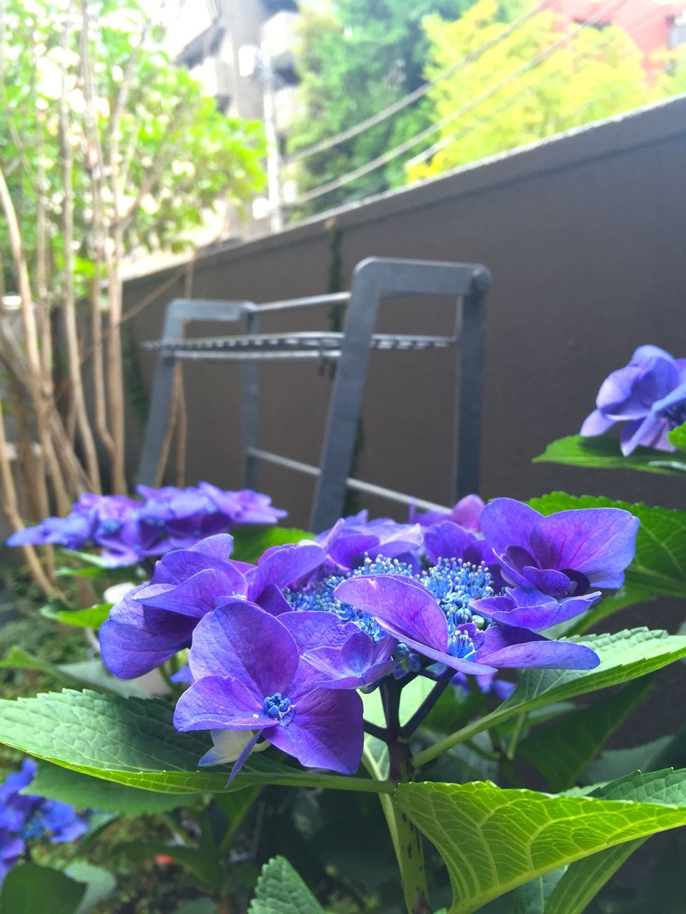 久しぶりに庭の紫陽花が咲いた コイケのブログ