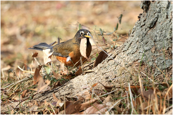 白化オオアカハラ3