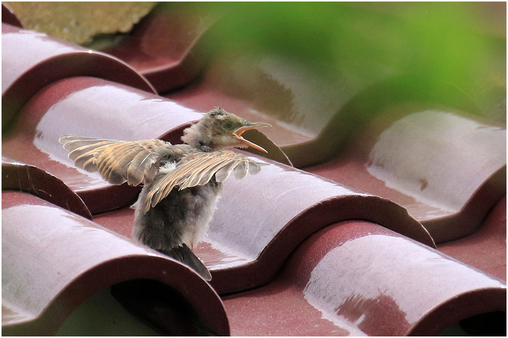 ヒヨドリさんの子育て おとめちっくな夢もよう