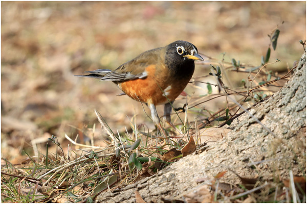 白化オオアカハラ1