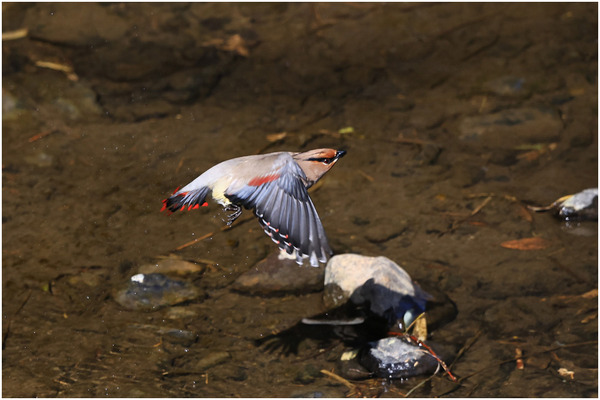 ヒレンジャク26