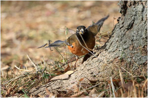 白化オオアカハラ4