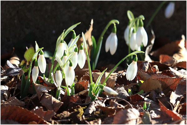 スノードロップ1