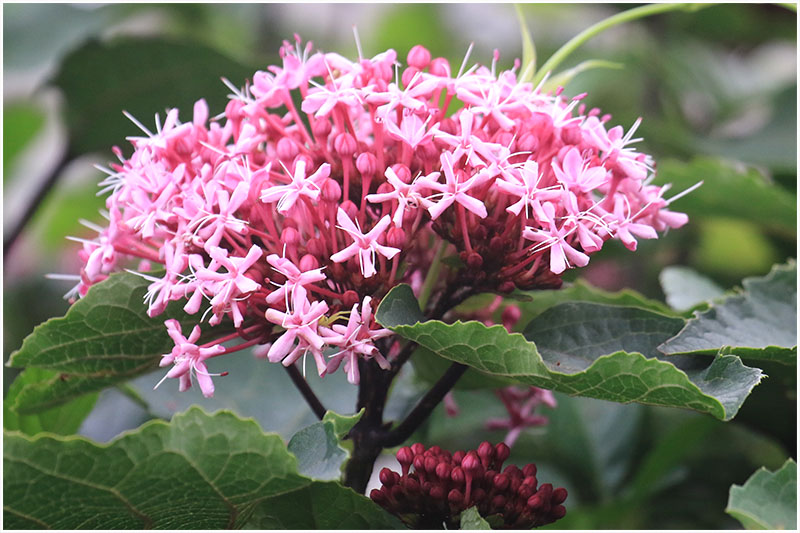 ヒヨドリさんの子育て おとめちっくな夢もよう