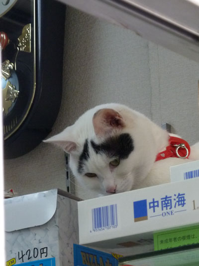 看板ねこハチくん おとめちっくな夢もよう 看板ねこハチくん おとめちっくな夢もよう