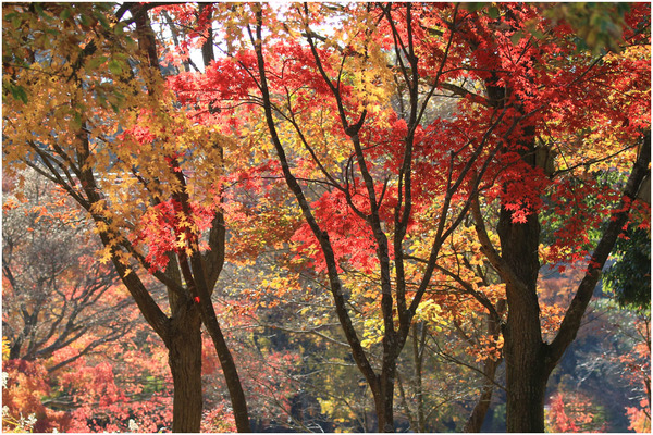 公園紅葉8