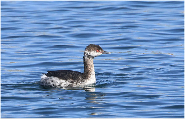 ミミカイツブリ1
