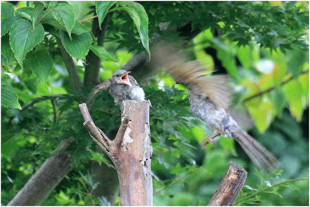 ヒヨドリさんの子育て おとめちっくな夢もよう