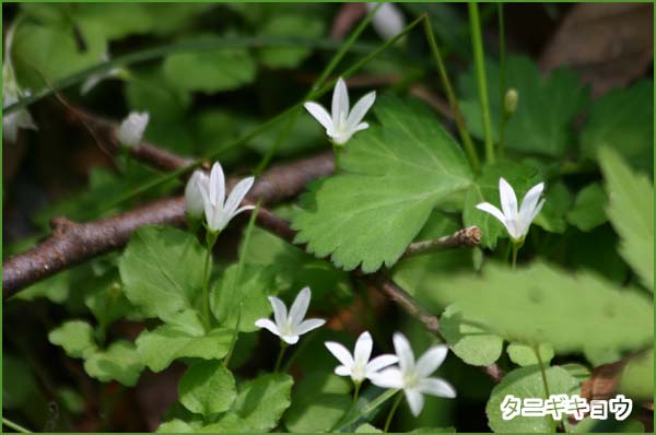 里山の花 花 おとめちっくな夢もよう