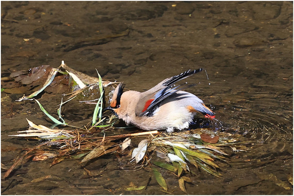 ヒレンジャク22