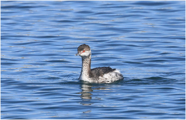 ミミカイツブリ2