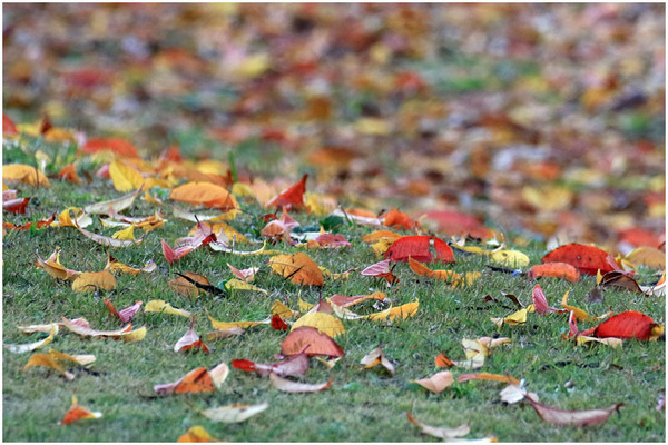 公園紅葉5