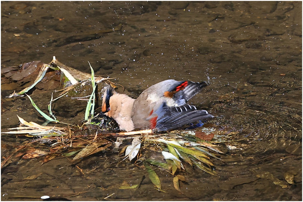 ヒレンジャク23