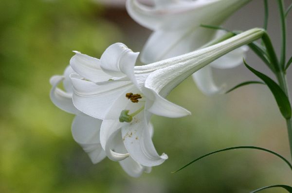 花言葉は無垢 おとめちっくな夢もよう 花言葉は無垢 おとめちっくな夢もよう