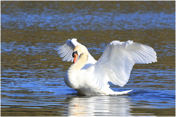 コブハクチョウ3