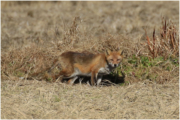 田キツネ