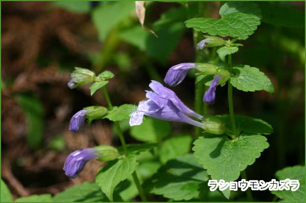里山の花 花 おとめちっくな夢もよう