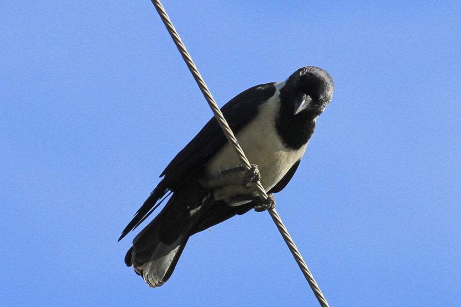 カラスの群れの中に おとめちっくな夢もよう カラスの群れの中に おとめちっくな夢もよう