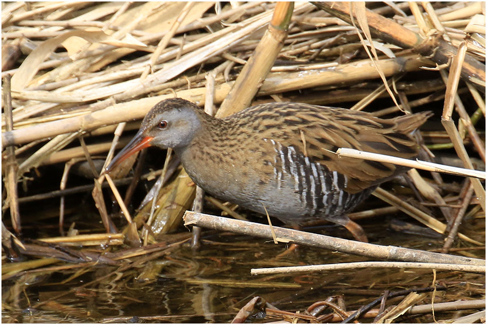 涸沼周辺の鳥さん おとめちっくな夢もよう