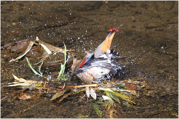 ヒレンジャク24