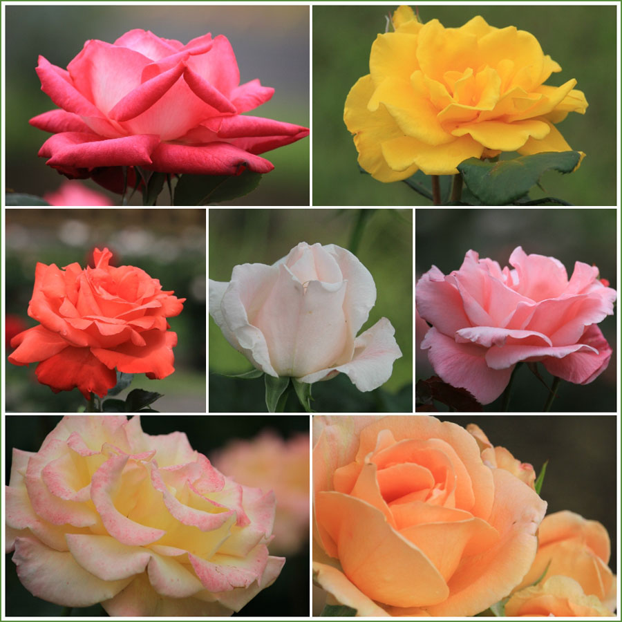 さくらの後にはカラフルなバラ おとめちっくな夢もよう