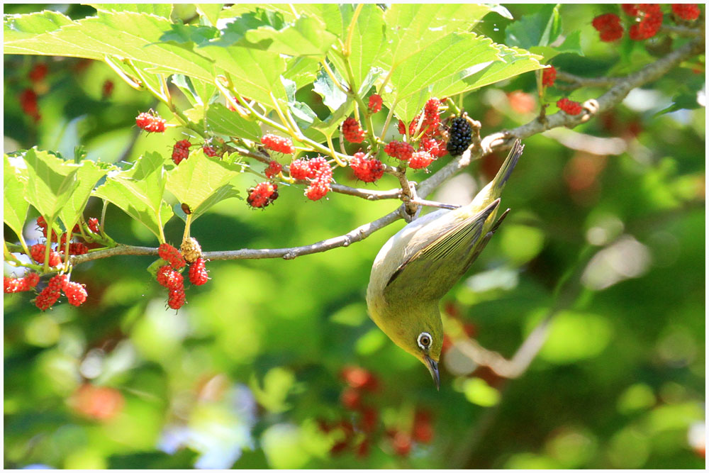桑の実は鳥さんたちの大好物 おとめちっくな夢もよう
