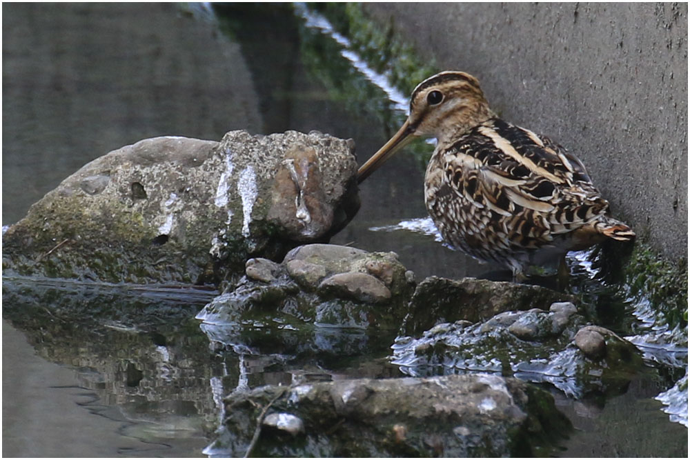 涸沼周辺の鳥さん おとめちっくな夢もよう 涸沼周辺の鳥さん おとめちっくな夢もよう
