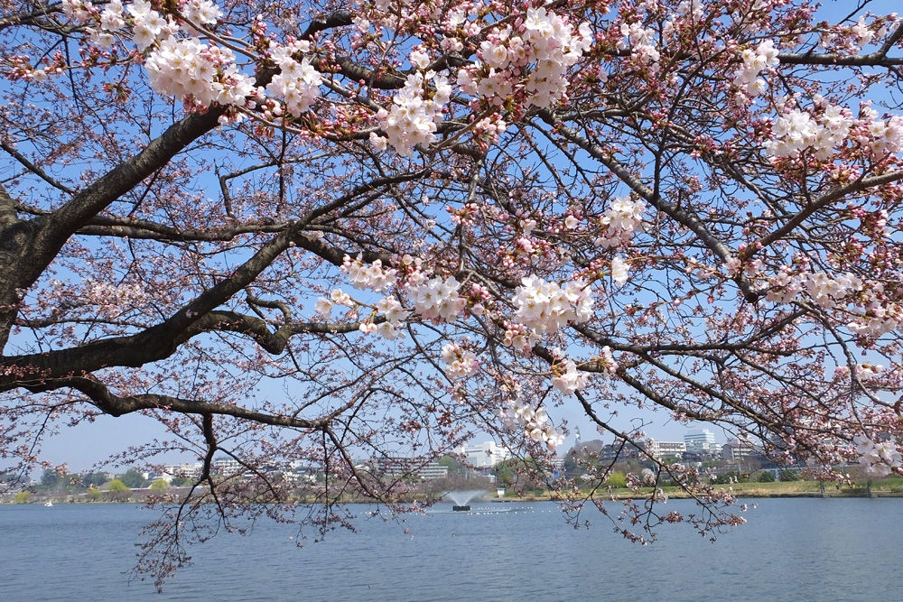 桜開花の千波湖 おとめちっくな夢もよう