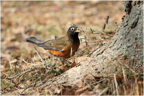 白化オオアカハラ2