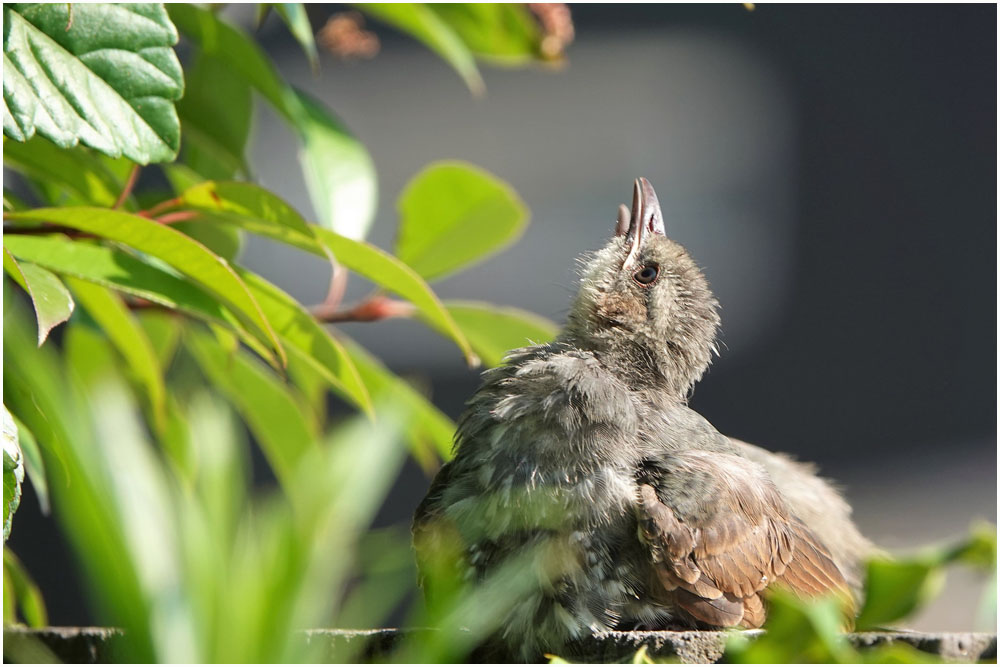 兄弟仲良く おとめちっくな夢もよう