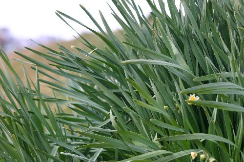 怖い おとめちっくな夢もよう
