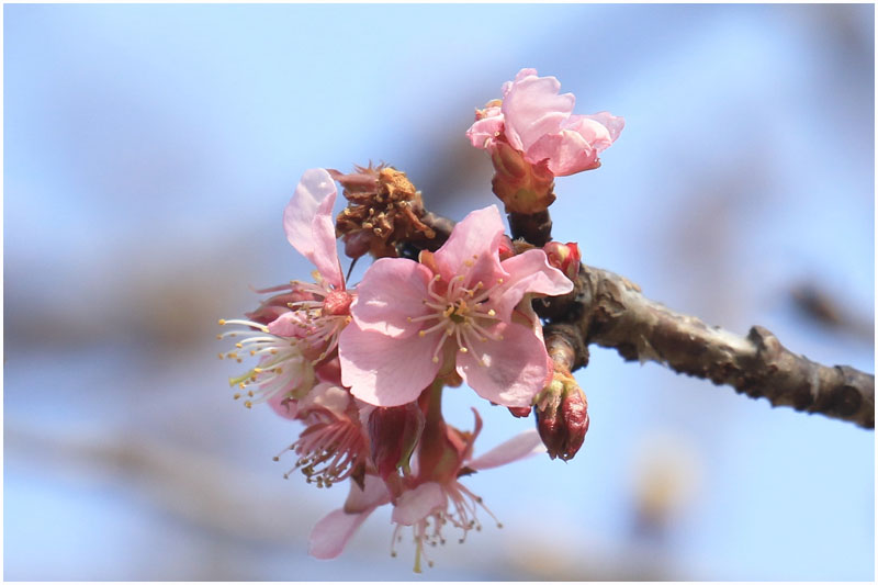 桜ほころぶ公園 おとめちっくな夢もよう 桜ほころぶ公園 おとめちっくな夢もよう