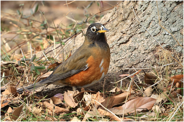 白化オオアカハラ5