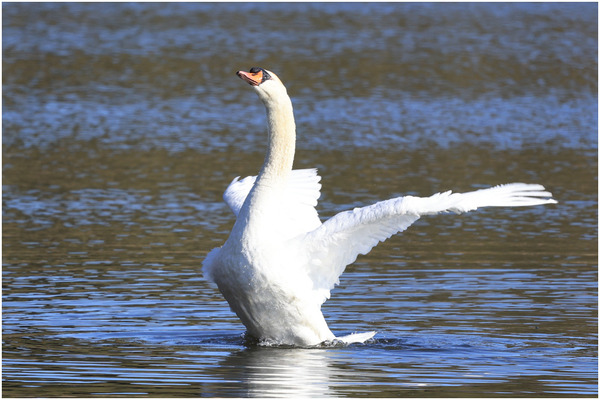 コブハクチョウ1