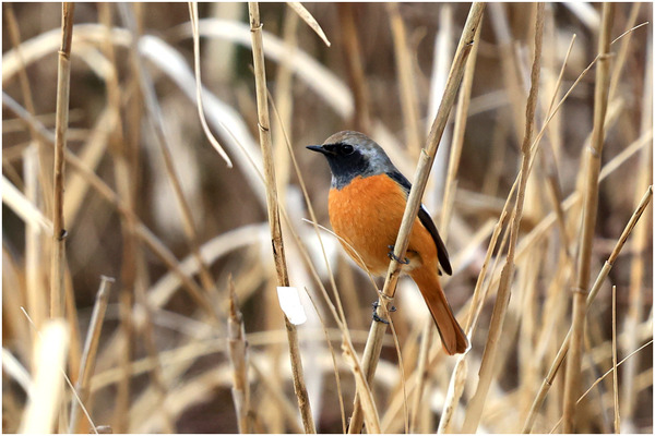 ジョウビタキ♂
