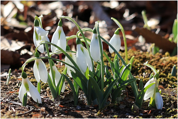 スノードロップ2