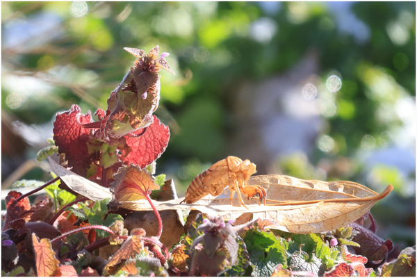 ヒメオドリコソウ・空蝉