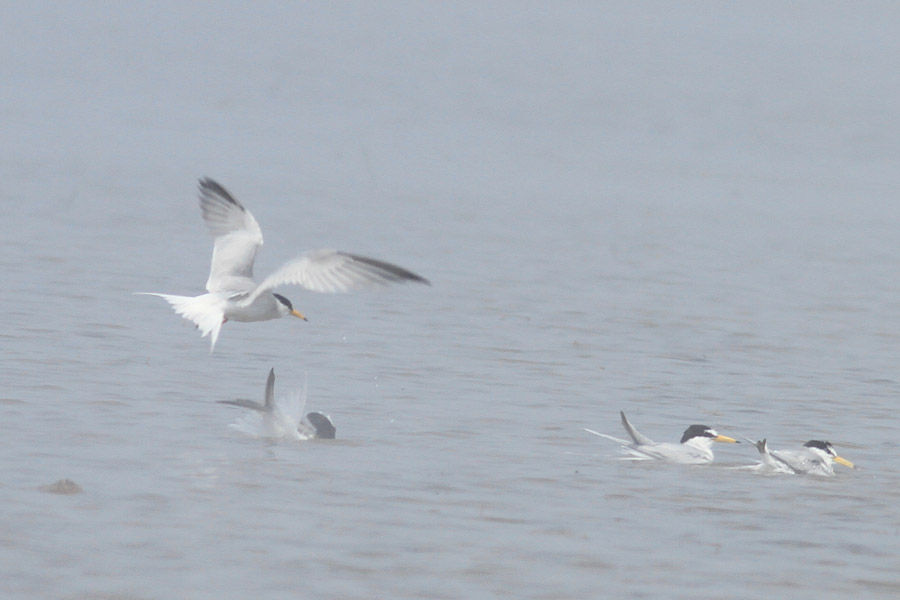 靄の中で白い鳥が戯れる おとめちっくな夢もよう