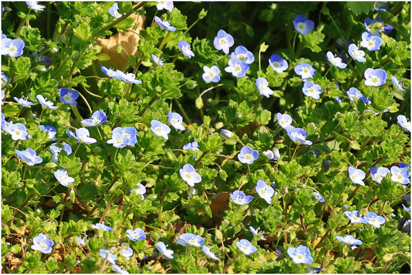 オオイヌノフグリ