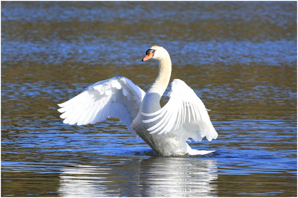 コブハクチョウ2