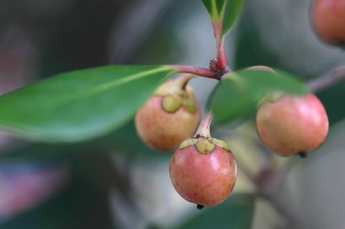 秋のサクランボ おとめちっくな夢もよう