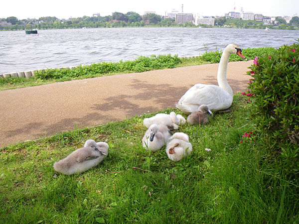 三つ子ちゃん登場 おとめちっくな夢もよう