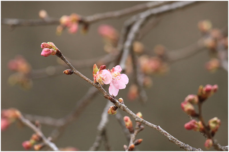 桜ほころぶ公園 おとめちっくな夢もよう 桜ほころぶ公園 おとめちっくな夢もよう